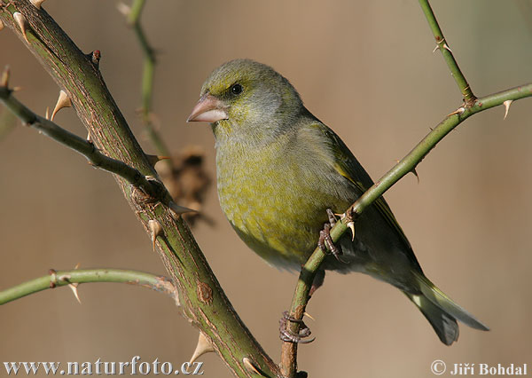 Carduelis chloris