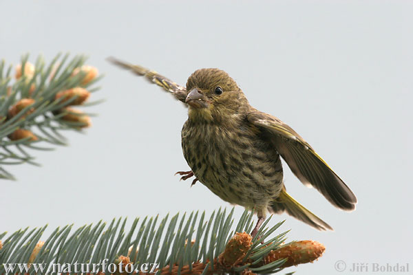 Carduelis chloris