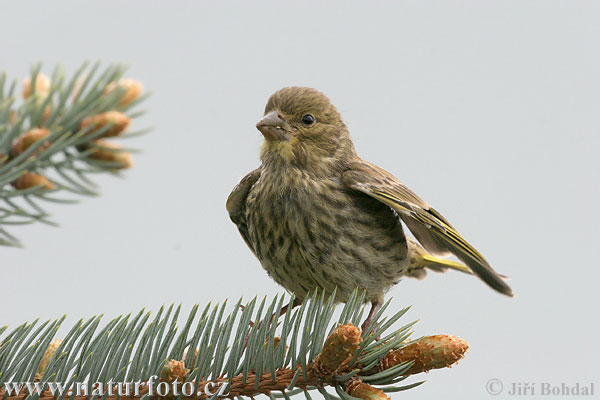 Carduelis chloris