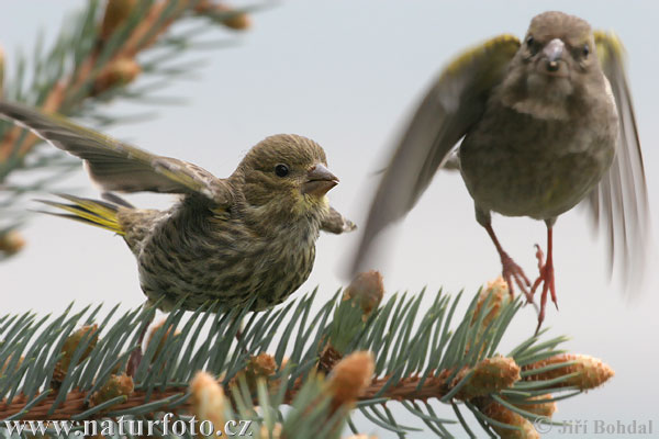 Carduelis chloris