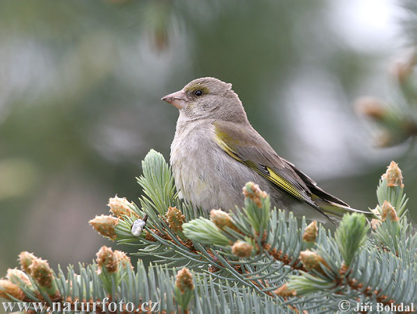 Carduelis chloris