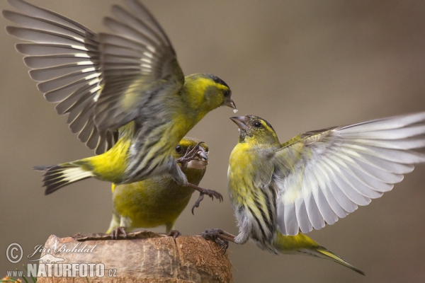 Carduelis spinus