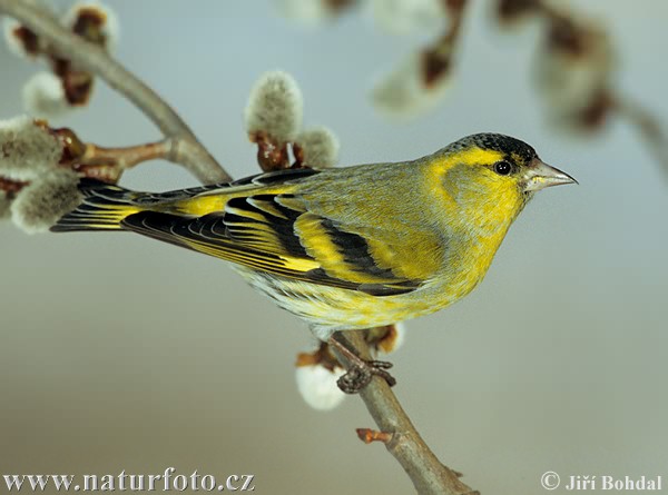 Carduelis spinus