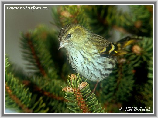 Carduelis spinus