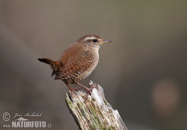 Cargolet