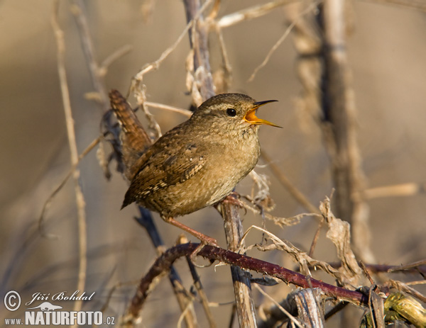 Cargolet