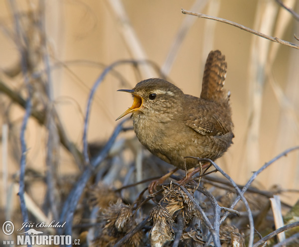 Cargolet