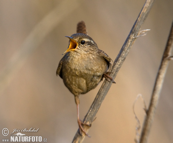 Cargolet