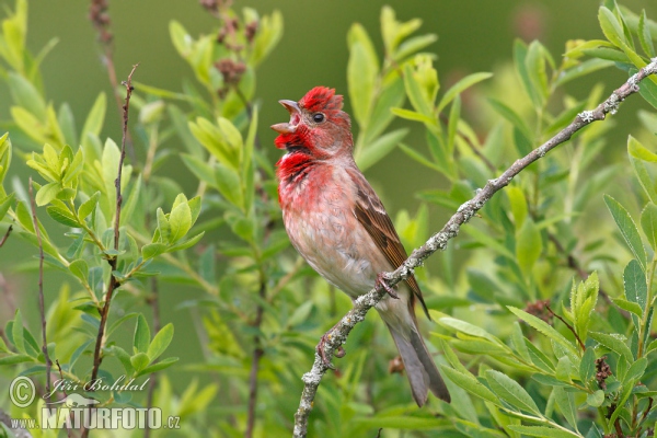 Carpodacus erythrinus