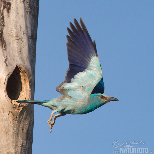 Carraca europea