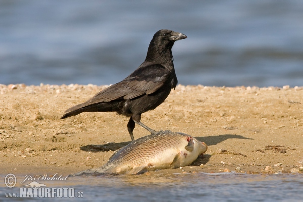 Carrion Crow (Corvus corone corone)