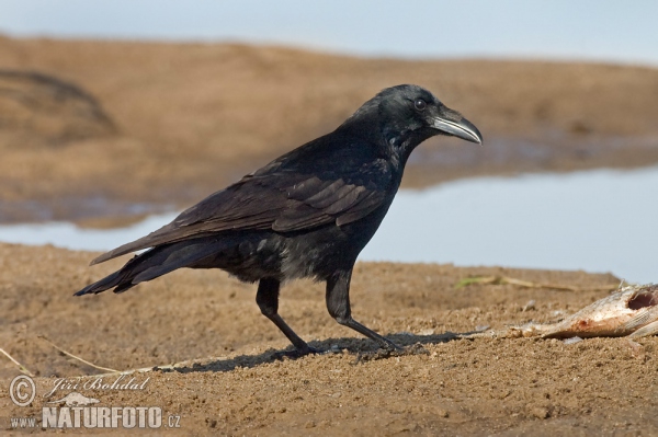 Carrion Crow (Corvus corone corone)