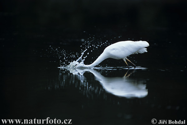 Casmerodius albus