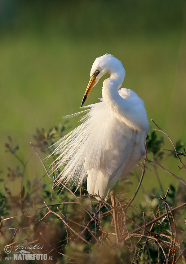 Casmerodius albus