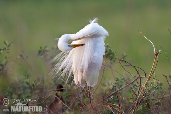 Casmerodius albus