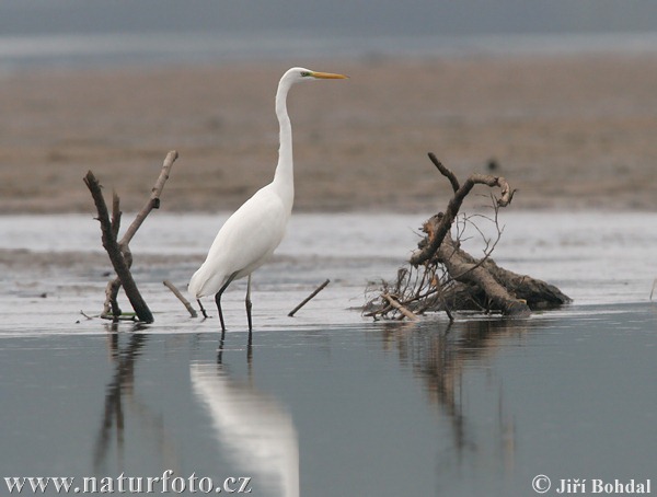 Casmerodius albus