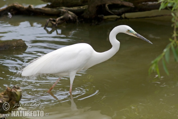 Casmerodius albus