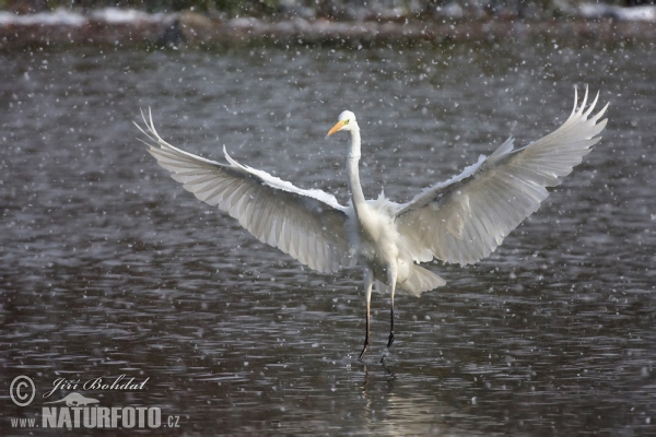 Casmerodius albus