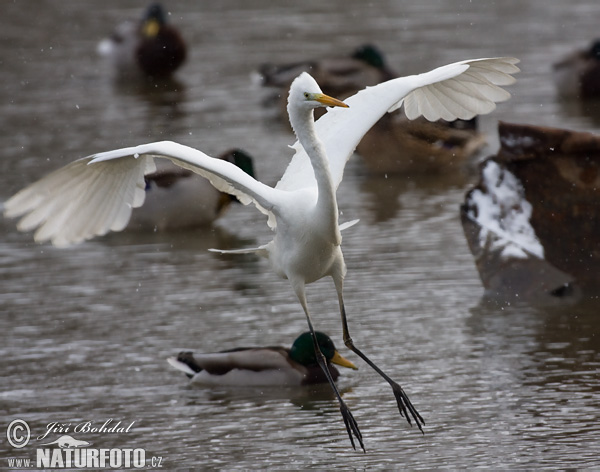 Casmerodius albus