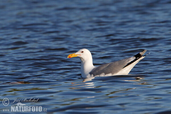 Caspian Gull (Larus cachinnans)