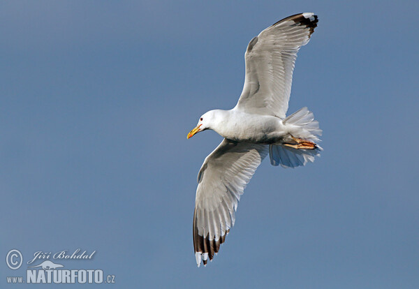 Caspian Gull (Larus cachinnans)