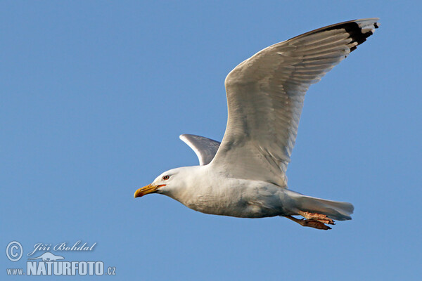 Caspian Gull (Larus cachinnans)