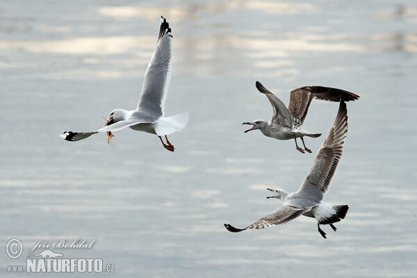 Caspian Gull (Larus cachinnans)