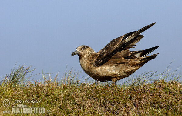 Catharacta skua