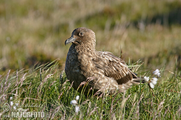 Catharacta skua