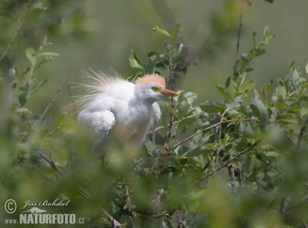 Cattle Egret (Bubulcus ibis)