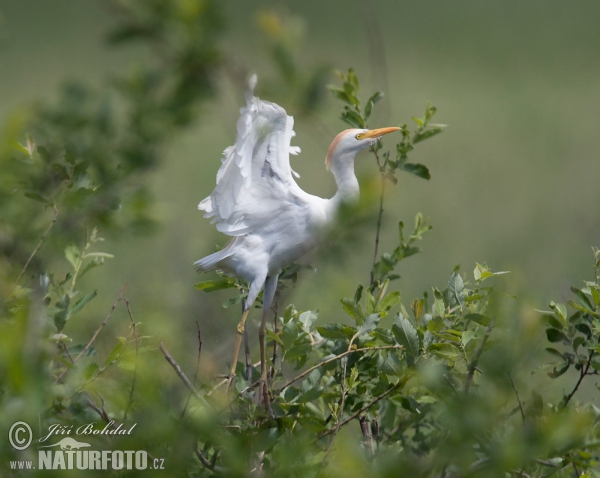 Cattle Egret (Bubulcus ibis)