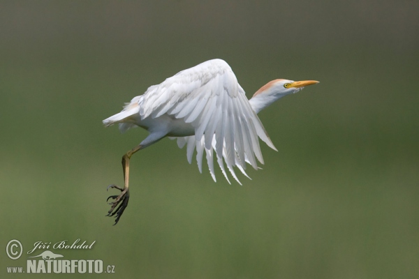 Cattle Egret (Bubulcus ibis)