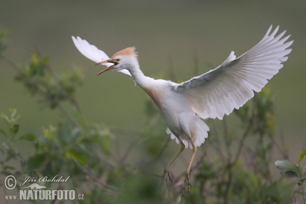 Cattle Egret (Bubulcus ibis)