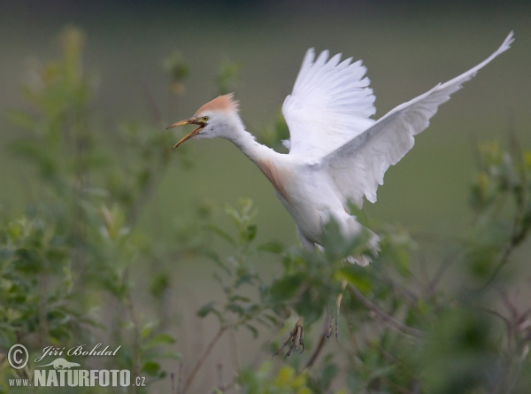 Cattle Egret (Bubulcus ibis)