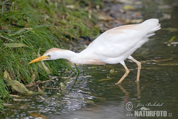 Cattle Egret (Bubulcus ibis)