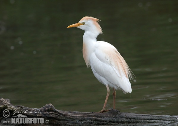 Cattle Egret (Bubulcus ibis)