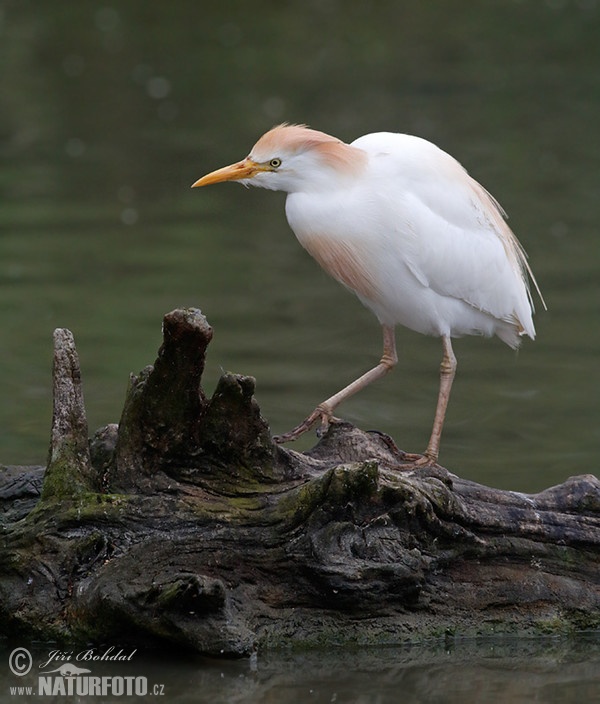 Cattle Egret (Bubulcus ibis)