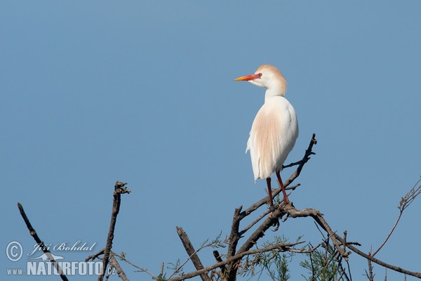 Cattle Egret (Bubulcus ibis)