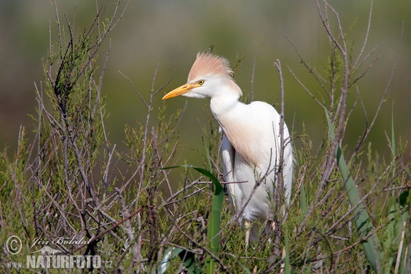 Cattle Egret (Bubulcus ibis)