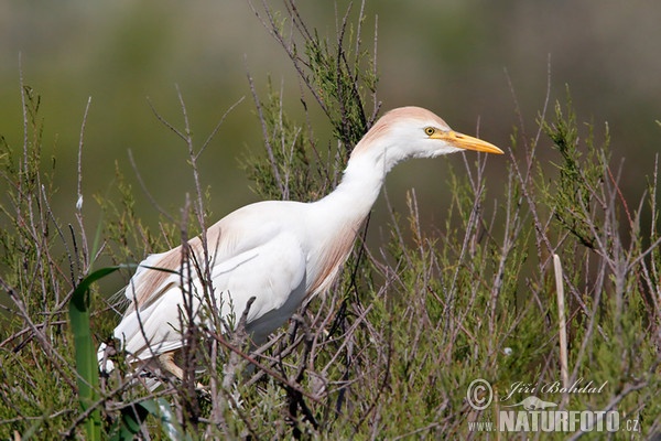 Cattle Egret (Bubulcus ibis)