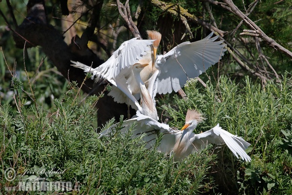 Cattle Egret (Bubulcus ibis)