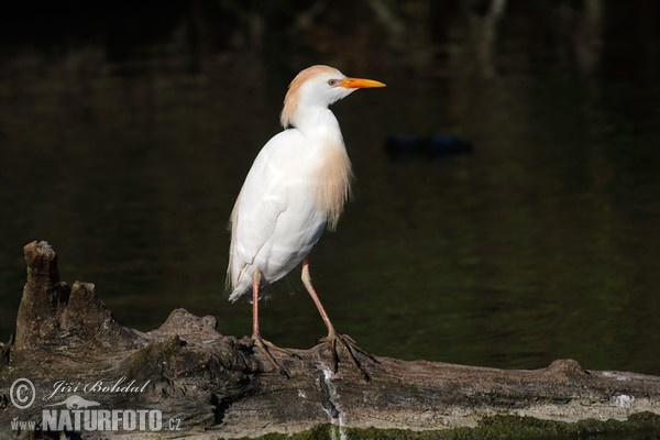 Cattle Egret (Bubulcus ibis)