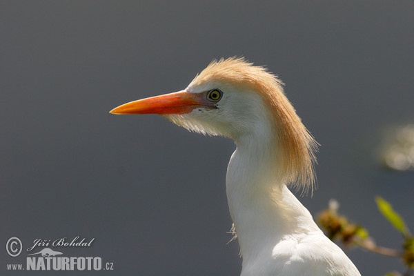 Cattle Egret (Bubulcus ibis)