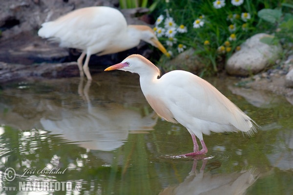 Cattle Egret (Bubulcus ibis)