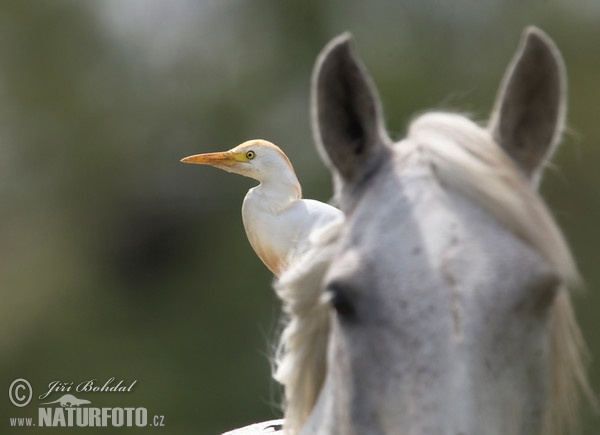 Cattle Egret (Bubulcus ibis)