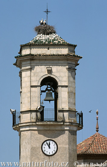 Cegonha-branca