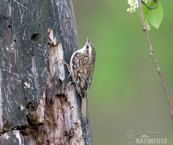 Certhia familiaris