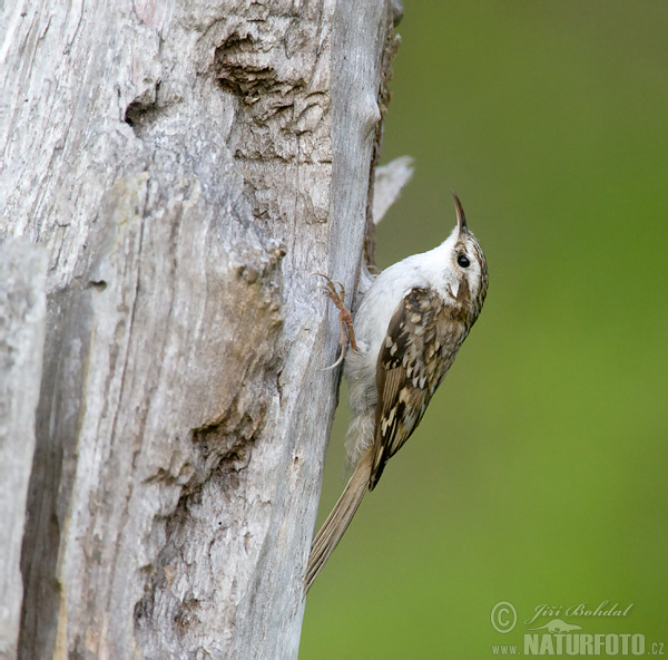 Certhia familiaris