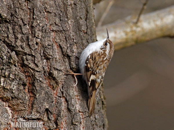Certhia familiaris