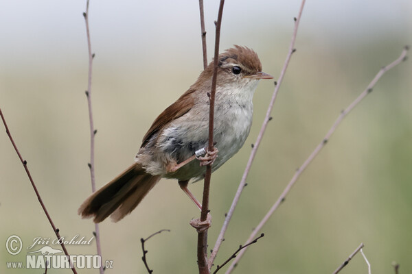 Cetti's Warbler (Cettia cetti)